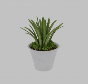 芦荟盆栽3D模型效果图